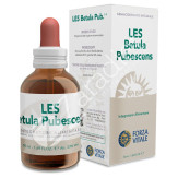 LES BETULA PUBESCENS 50ML