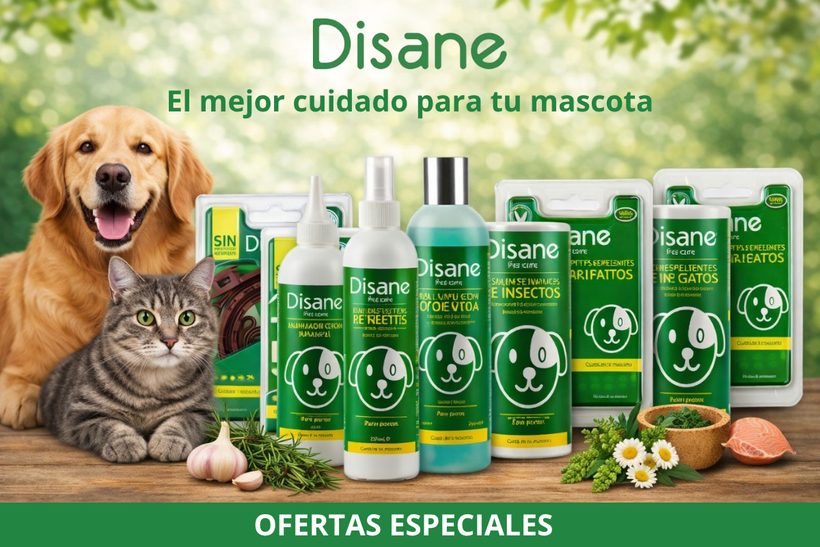 Disane